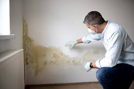 Environmental Consulting for Mold Prevention in Louisville, CO